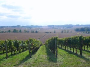 Vignes. Gites Pigon. Landes